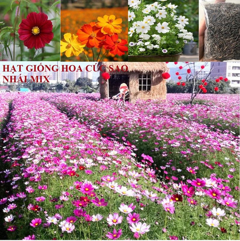 1000 Hạt giống hoa cúc sao nhái mix màu ( Túi zip + TẶNG phân bón )