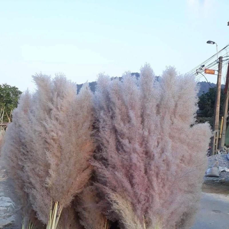  Hoa cỏ lau khô decor. Combo 10 bông lau tím. 