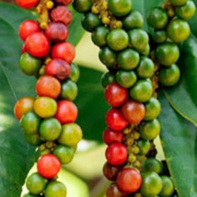 Chả Lụa GÂN ỚT XIÊM XANH Bà Hoa Cam 5 Cây 500g Hàng Ăn Nhà Xâu 1kg 5 Cây 200g- LB.BHC.ANNHA.003 (Chỉ giao miền nam) 5