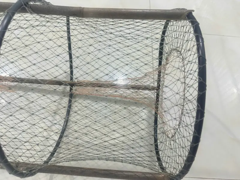 COMBO 20c LỜ CÁ LƯỚI THÁI 30X52 HOM SẮN- KHÔNG KÈM CÂY 4