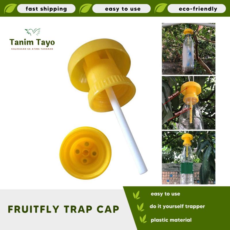 How to Remove Gnats from House Fast and Easy - oliviagarden.com