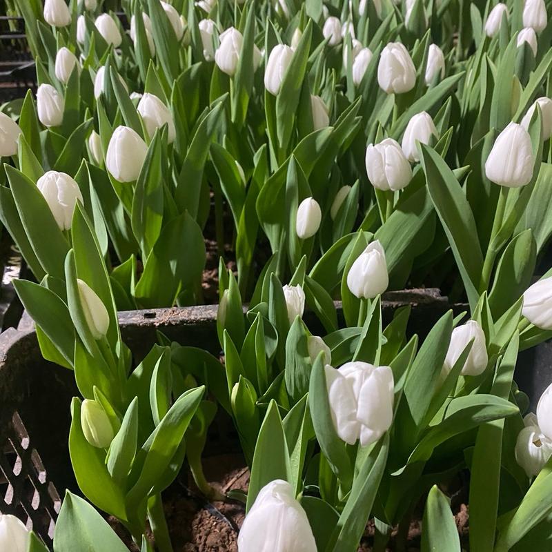 Combo 10 củ Tulip Trắng kèm phân bón, thuốc ngâm củ, giá thể