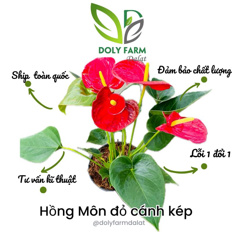 CÂY HOA HỒNG MÔN, cây để bàn, cây cảnh mini, cây phong thủy, lọc không khí, giá rẻ, Doly Farm
