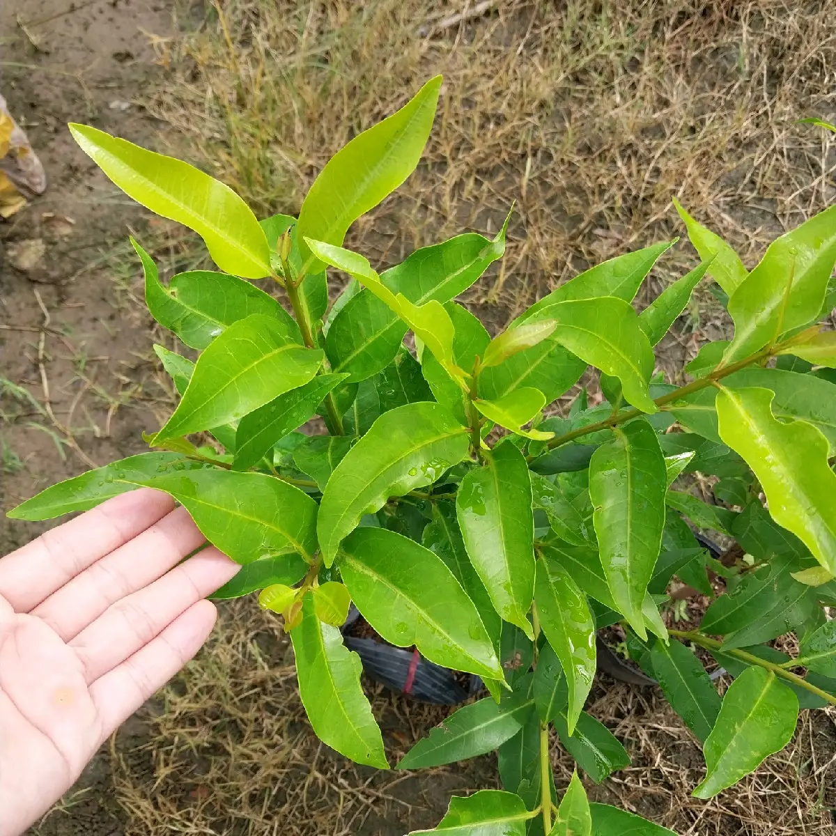 Cây giống lá vối, nấu lá làm nước uống mỗi ngày
