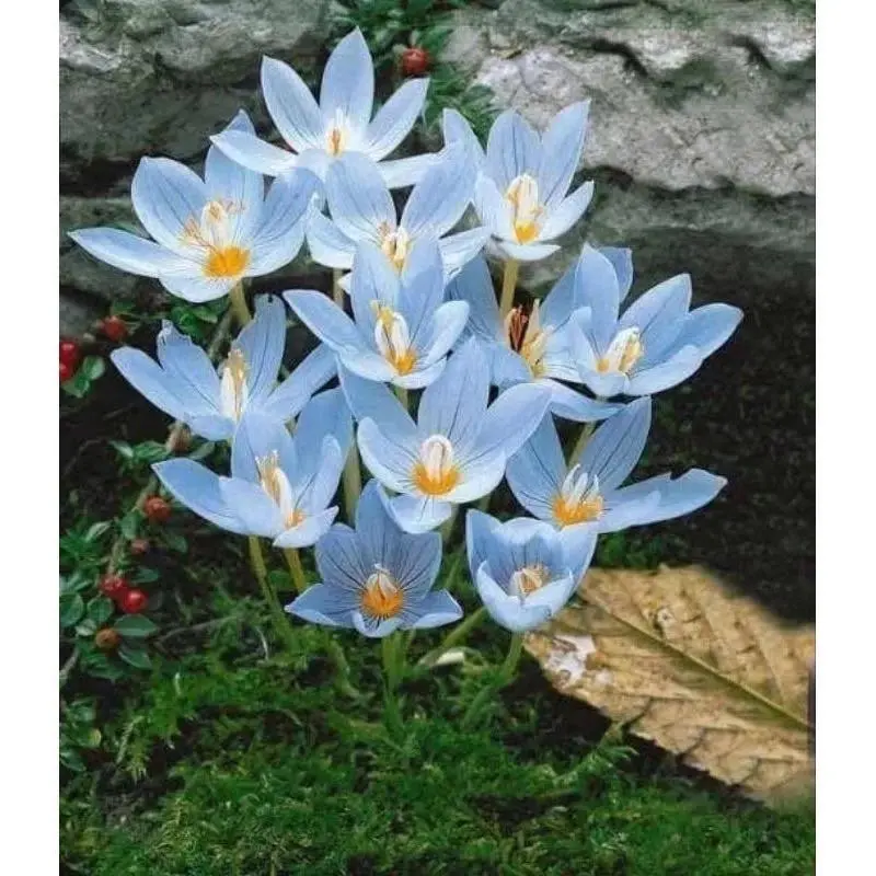 Tanaman Hias Lili Hujan Bunga Hidup Rain lily Hujan / Tanaman Hias ...