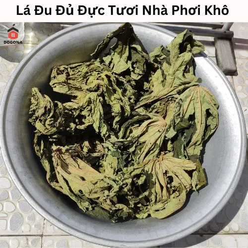 500gram Lá Cây Đu Đủ Đực Tươi - Lá Đu Đủ Đực Phơi Khô Tự Nhiên. 3