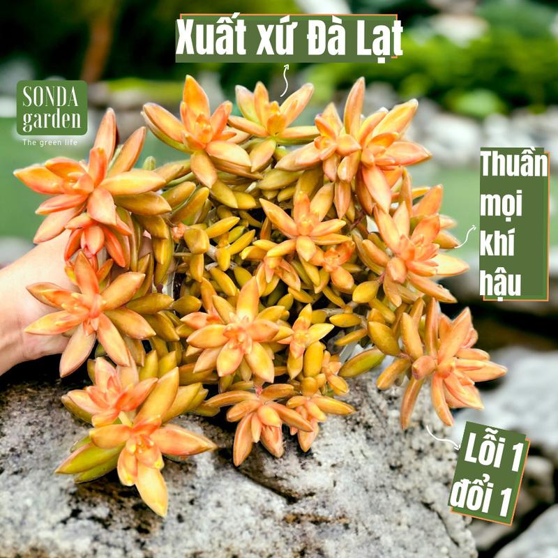 Sen đá đá cam full nắng mưa SONDA garden size đại 20cm tặng kèm đất trồng chuẩn, cây sen đá, sen đá đẹp trang trí nhà cửa
