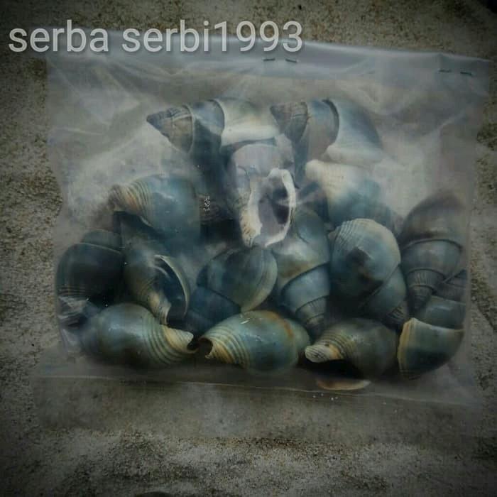Aksesoris Cangkang kerang Laut Achatin 1