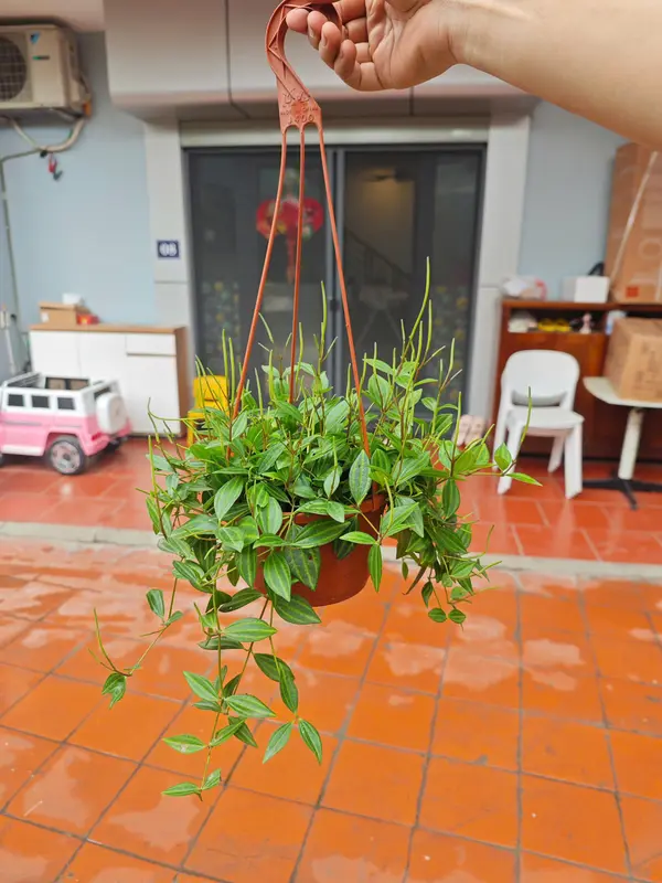 Tổng hợp các mẫu cây treo ban công, treo trang trí nhà cửa, phủ không gian xanh 6