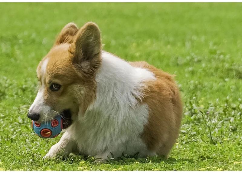 Product Introduction of Pet Toy Ball Ring Bite Resistant Sound Making Dog Toy Rubber Tooth Grinding Training Ball Pet Supplies Interactive Dog Toys 7