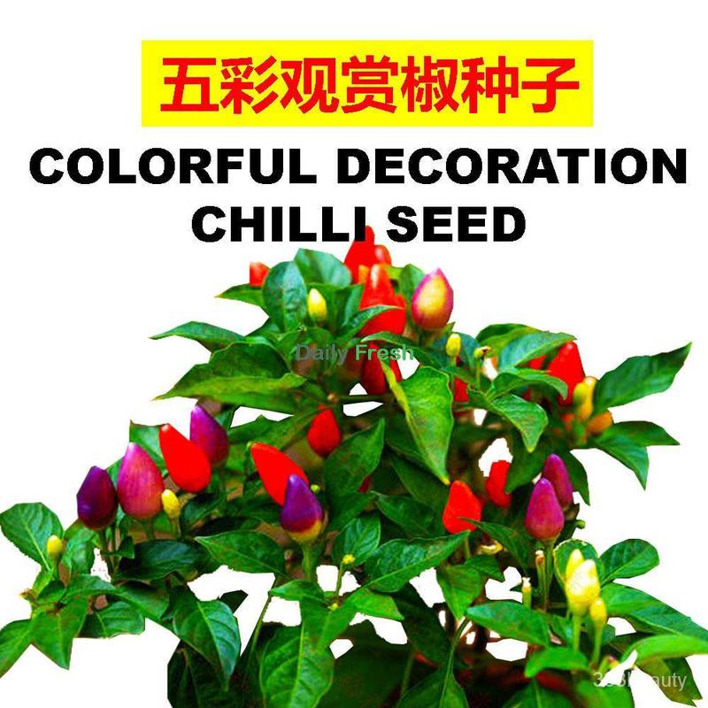 SG Stock Chilli seed chilli seed/pepper seed/sweet capsicum/green cayenne pepper seed decoration chilli seed 2