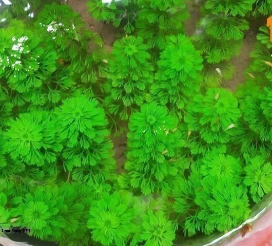 Tiểu bảo tháp 15 cây- Cây Thủy Sinh - Phụ kiện thủy sinh