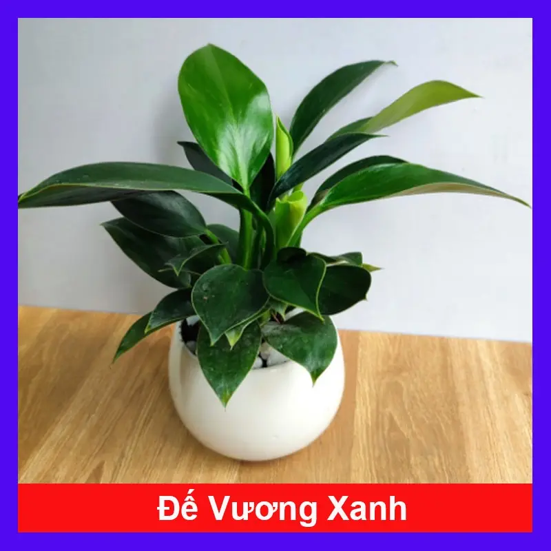 Trầu Bà Đế Vương Xanh - cây cảnh để bàn 0