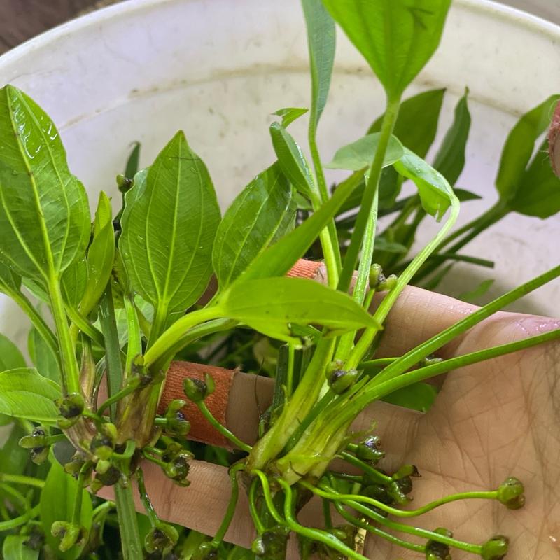 10 nhánh Lan nước ( KHÔNG ĐẾ) - cây thuỷ sin trang trí bể thuỷ sinh , bể cá hồ non bộ