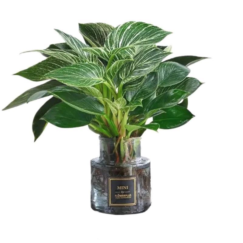 Tanaman Hias Philodendron Birkin - Dekorasi Ruangan Alami - tanaman artificial 4