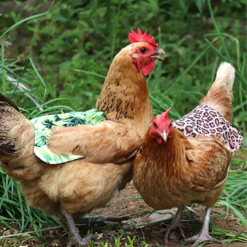 Product Introduction of Waterproof funny pet products hen feather protective cover 7