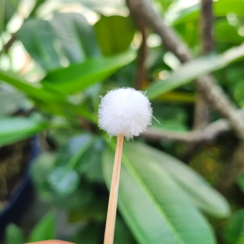 Bông se tai lông vịt chuẩn không xù lông 2