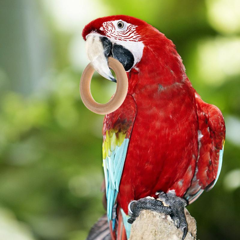 10Pcs Pet Bird Parrot Intelligence Toys Natural Wooden Ring Parrot Training Toy Chew Bite Toys For Budgies Parakeet Growth Toy Bird Supplies DIY Accessories Home Decoration #436669 3