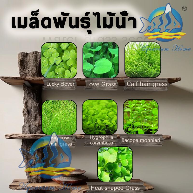 เมล็ดไม้น้ำ เมล็ดพันธ์ุไม้น้ำ ต้นไม้ปลูกในน้ำ(ซองละ 5กรัม) มี8 พันธุ์ ไม่ต้องใช้co2 พร้อมวิธีการปลูก