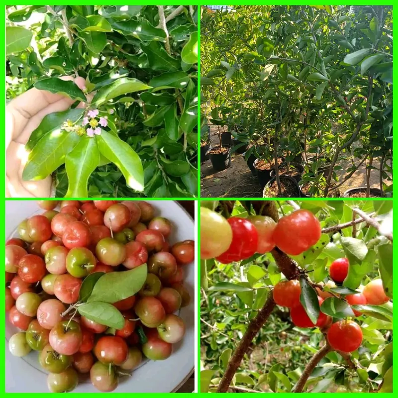 CÂY SƠ RY (CÂY GIỐNG SƠ RY NGỌT ) 0