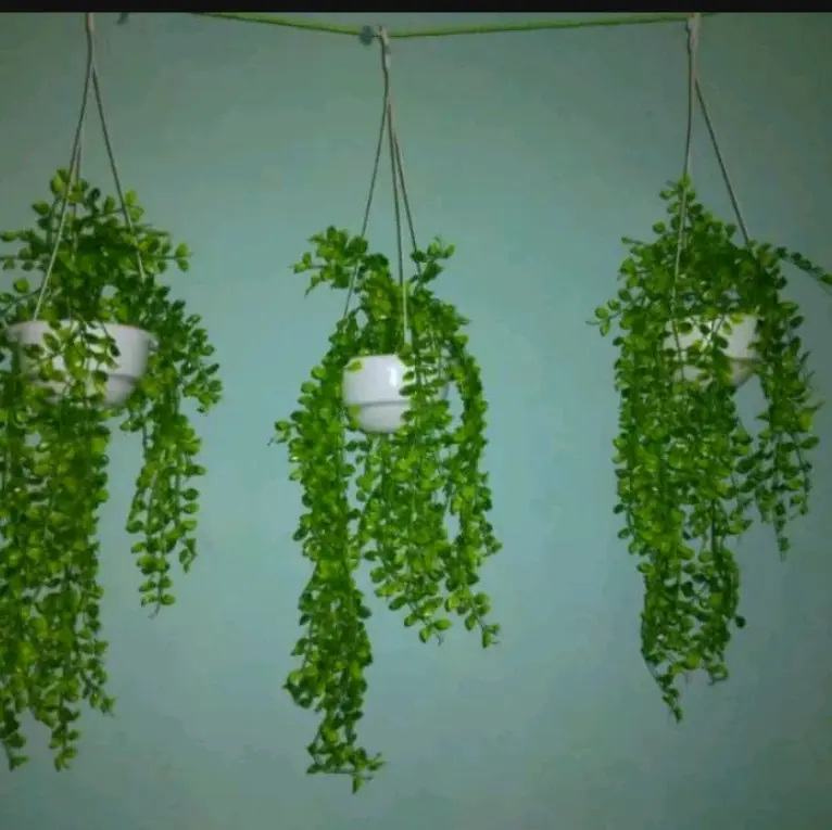 paket 3 set pot gantung dan daun kemuning hiasan teras rumah 1