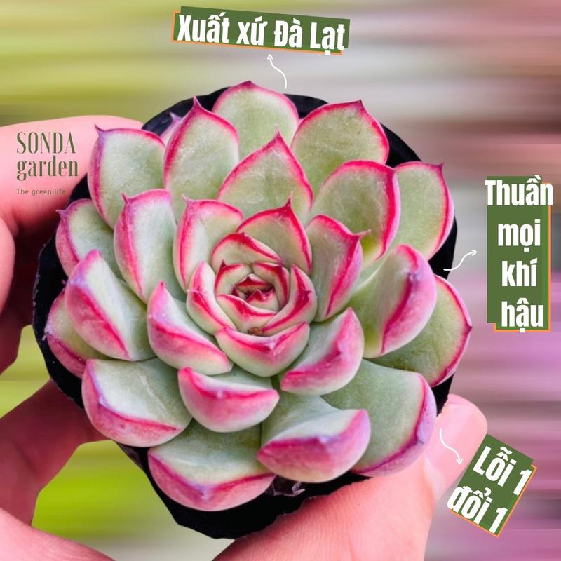 Sen đá viền hồng SONDA GARDEN size bé 5-8cm, cây sen đá, sen đá đẹp trang trí nhà cửa