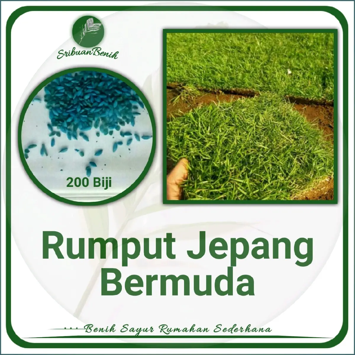 200 Benih Rumput Jepang Bermuda