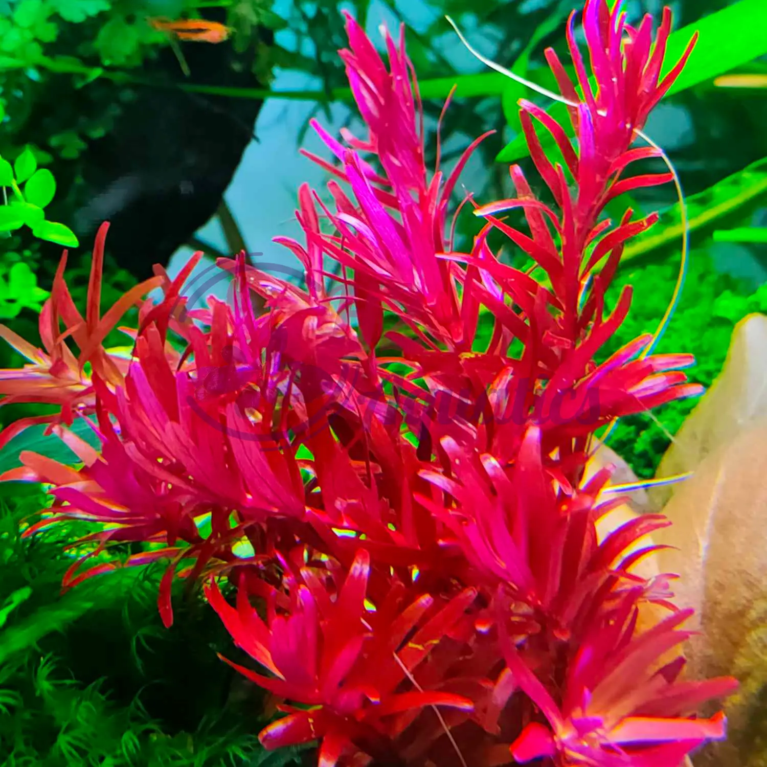 Vảy Ốc Siêu Đỏ Rotala colorata - Cây thủy sinh lá nước - H2Aquatics
