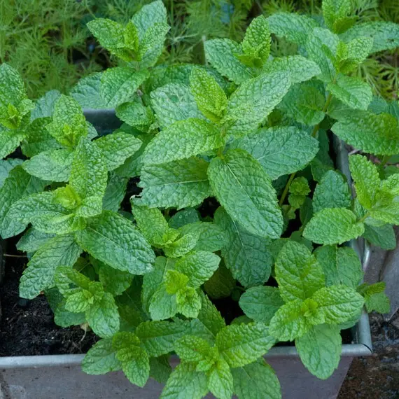 Hạt giống bạc hà spearmint
