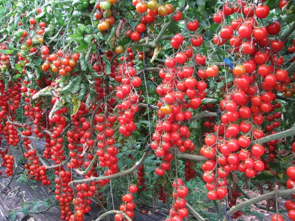Hạt giống cà chua chuỗi ngọc siêu quả F1 cây  giống 6