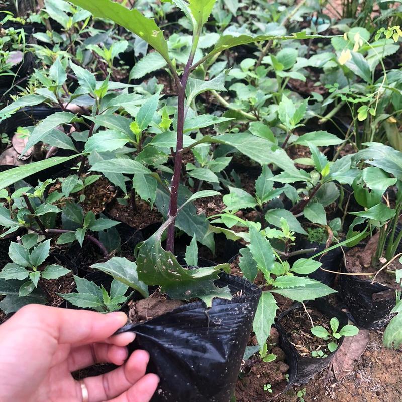 Cây rau bầu đất tía (cây rau lủi rừng)- cây giống ươm bầu