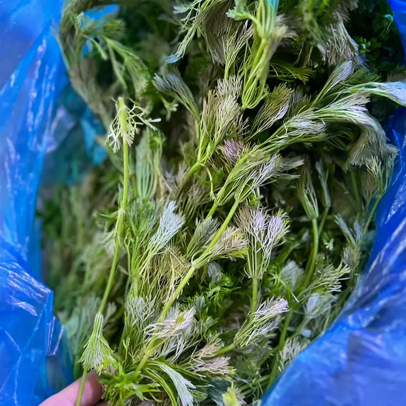 (5 nhánh KHÔNG ĐẾ) Nhánh cây thuỷ sinh Tiểu Bảo Tháp phù hợp cắt cắm xuống nền, không cần CO2, chơi hồ trong nhà và ngoài trời đều được 6