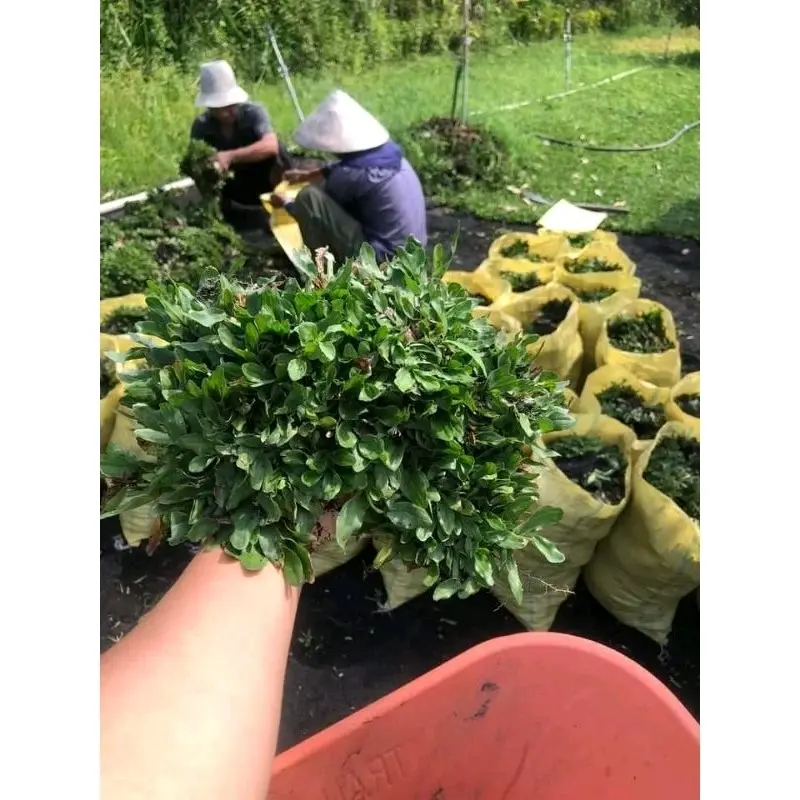 cỏ lá gừng thái bao 1 mét vuông , (tặng kèm lọ kích rễ ) trồng được 2 mét vuông dùng trang trí sân vườn , trồng cho gà vịt ăn , ở tphcm  ship toàn quốc