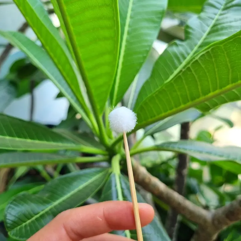 Bông se tai lông vịt chuẩn không xù lông 3