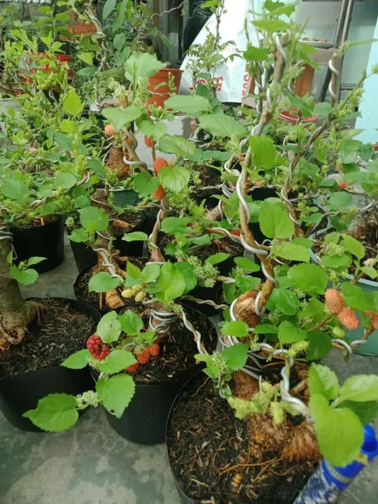 cây dâu tằm bonsai mini để bàn cây đang trái 4