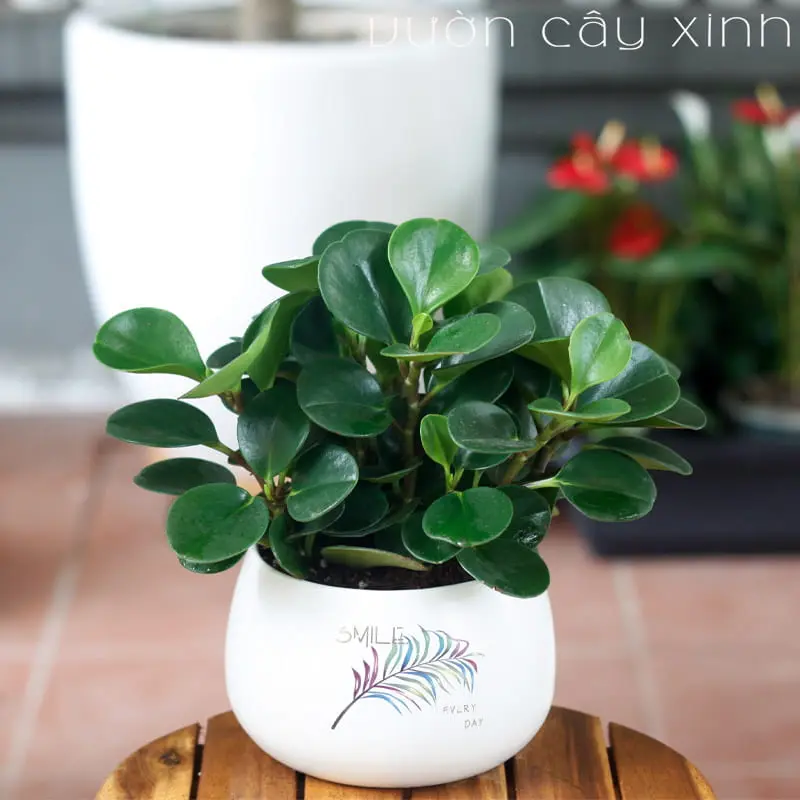 Cây trường sinh thảo trồng chậu sứ kèm đĩa hứng nước - happygreen