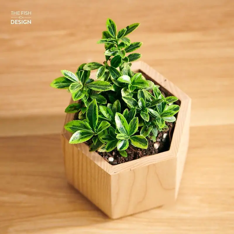 Chậu cây hoàng kim mini làm tiểu cảnh, terrarium, bán cạn 1