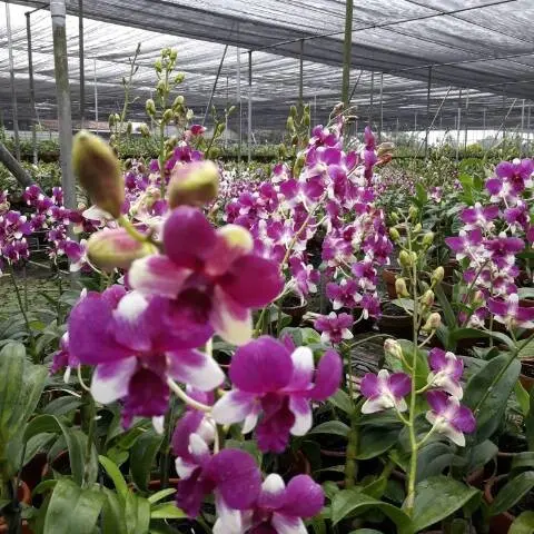 Anggrek Dendrobium Jade Fancy - Tanaman Hias dengan Daun Sehat dan Batang Besar - Gambar, Bunga, Jamur 2