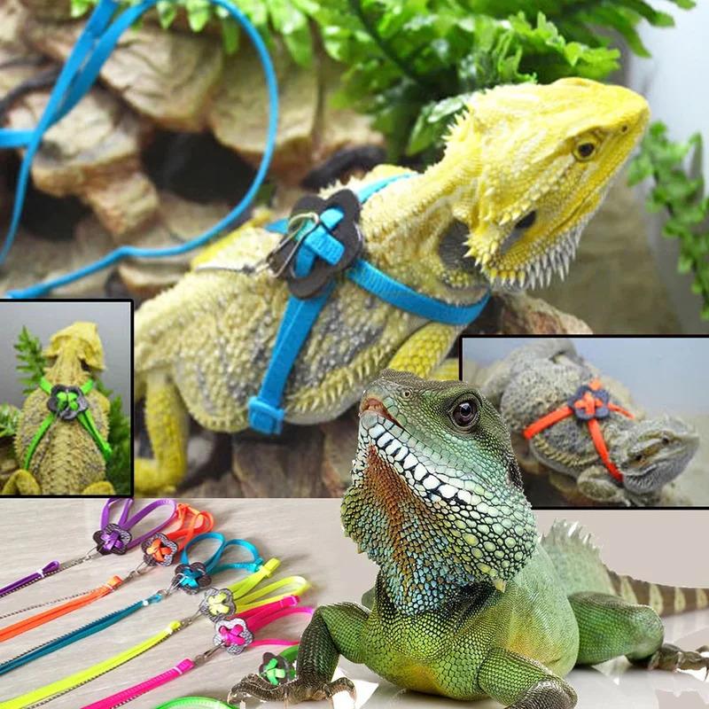 Adjustable Reptile Lizard Harness Leash Training Walking Rop - TikTok ...