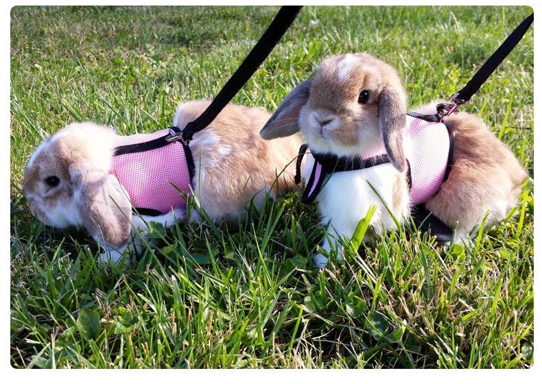 Product Introduction of Adjustable Soft Harness with Elastic Leash for Rabbits Harness Bunny Vest Harness Suit for Ferret Kittn Puppy Small Animals Pets 23