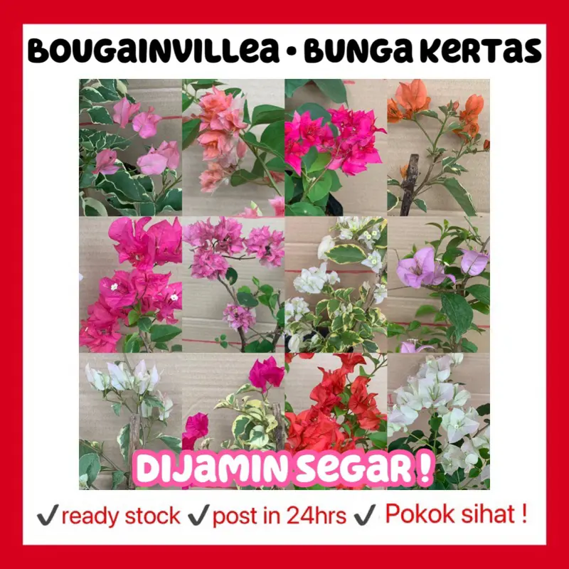 RINA • bougainvillea bunga kertas • pelbagai warna variety colors outdoor live plant gardening flower laman hiasan