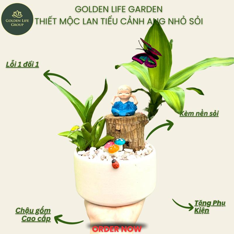 Thiết mộc lan tiểu cảnh gồm chậu ang nhỏ rải sỏi trưng bàn làm việc giá tận vườn - Decor, Decor Phòng  Trang Trí Nhà cây thiêt môc - giao chậu ngẫu nhiên