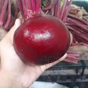 Buah Beet Murah /Beetroot Fresh 1kg Kaya Manfaat Kesehatan Anda