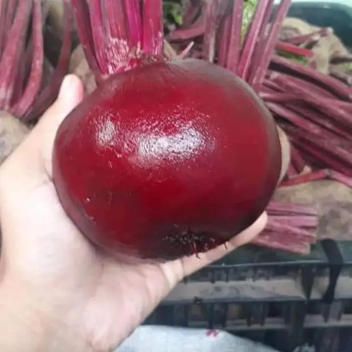 Buah Beet Murah /Beetroot Fresh 1kg Kaya Manfaat Kesehatan Anda - Shop ...