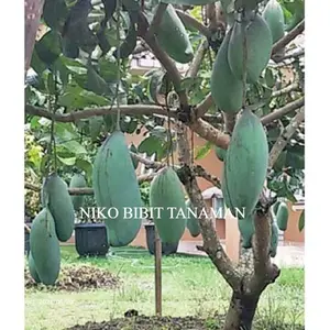 BIBIT MANGGA KIOJAY OKULASI (CEPAT BERBUAH) (COCOK DITARUH POT)