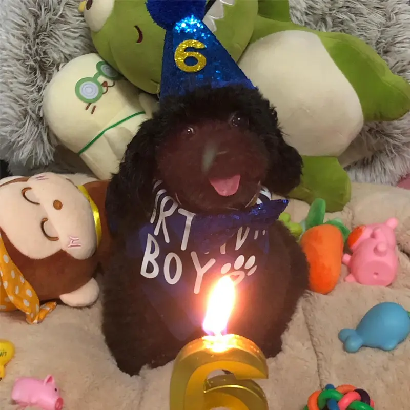 Dog Birthday Party Supplies, 1 Set Dog Birthday Hat & Bow Tie & Number & Bandana Set, Pet Birthday Party Decoration, Costume 2