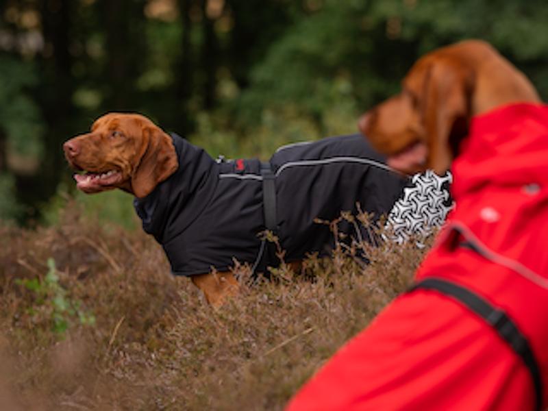 iEnergy LUN Water-Resistant Jacket for Dogs - Warm and Insulated for Cold and Wet Weather 4