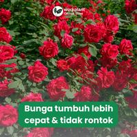 Gambar Workplant - Paket Nutrisi Bunga Tanaman Hias Optimalkan Pertumbuhan dan Warna Bunga - Paket 1 dari workplant official Kota Surabaya 4 Tokopedia