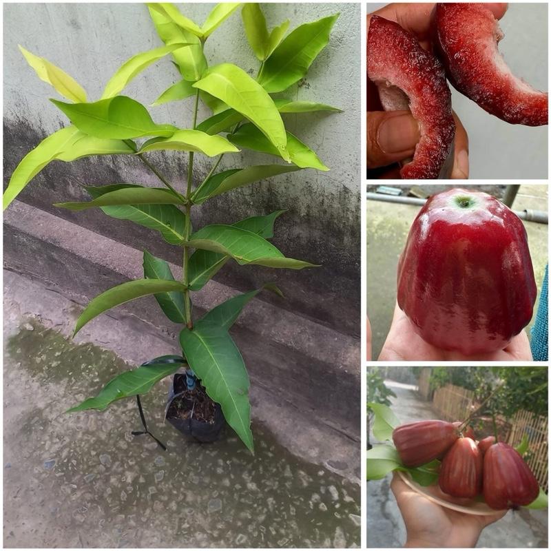 Cây giống Mận Đỏ Indo - Cây tháp cành hoặc cây chiết cành