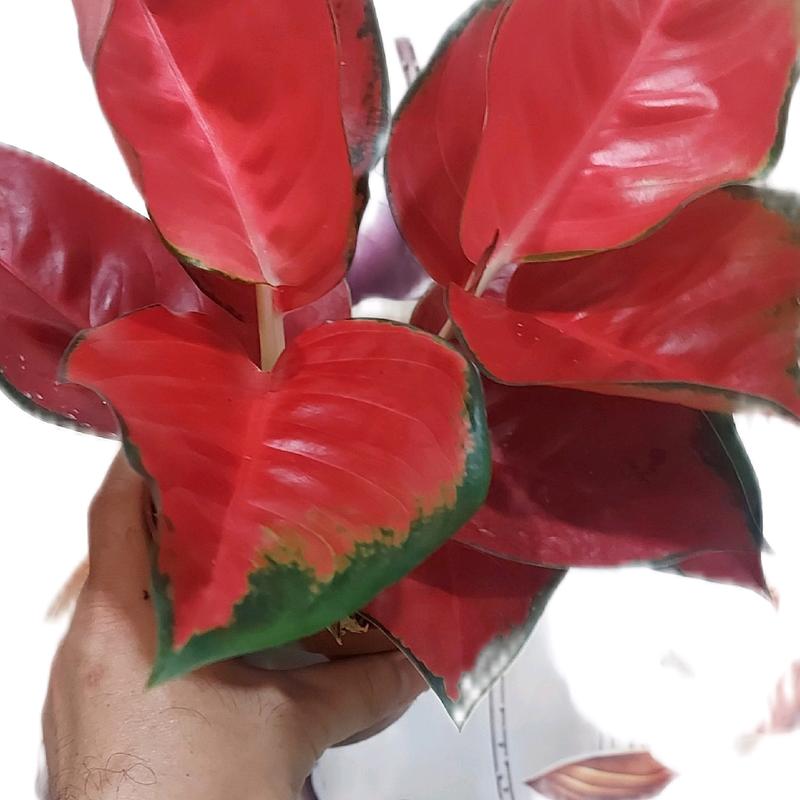 Cây Huyết Rồng ( Combo 2 thân/ chậu) màu siêu đậm, đỏ huyết, trồng trong nhà, cây rất đẹp 2